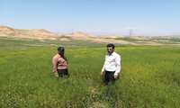 بازدید کارشناسان از مزارع دیم تحت پوشش طرح پایداری تولید در دیمزارها در شهرستان مانه